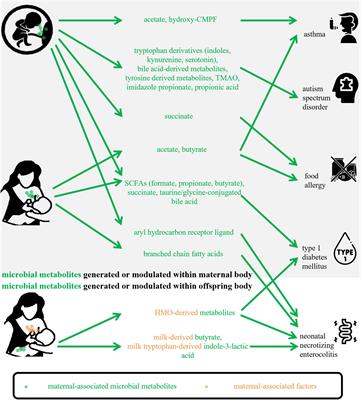 Microbial regulation of offspring diseases mediated by maternal-associated microbial metabolites